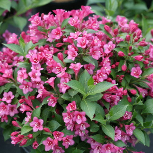 Фото Вейгела квітуча Букет Роуз (Weigela florida Bouquet Rose) С1,5