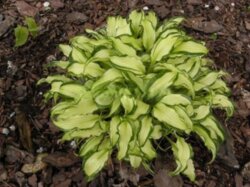 Фото Хоста Міке. (Hosta Mieke) Р9