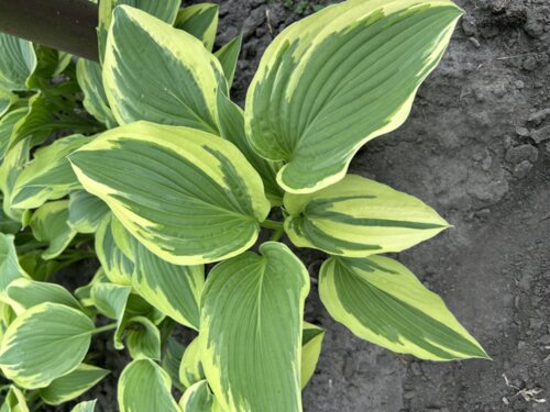 Фото Хоста ундулата 'Альбомаргината'. (Hosta undulata 'Albomarginata')