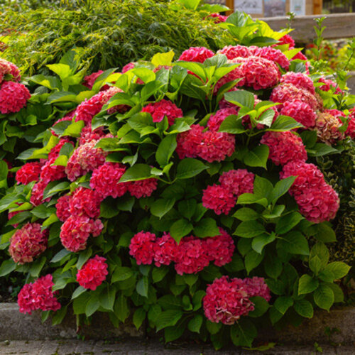 Фото Гортензія великолисткова Ред Барон. (Hydrangea macrophylla Red Baron) касетна розсада