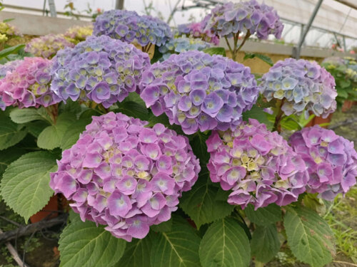 Фото Гортензія великолисткова Боденсі. (Hydrangea macrophylla Bodensee) касетна розсада