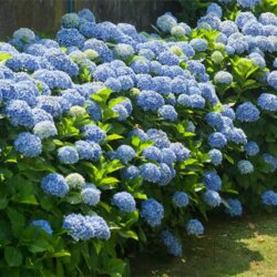 Фото Гортензія великолисткова Нікко Блю. (Hydrangea macrophylla Nikko Blue) касетна розсада