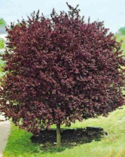 Фото Слива розчепірена Пісарді. (Prunus cerasifera Pissardii) С15