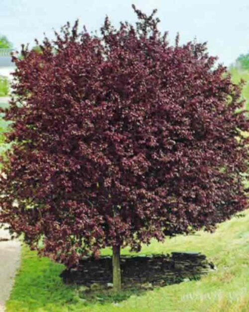 Фото Слива розчепірена Пісарді. (Prunus cerasifera Pissardii) С15