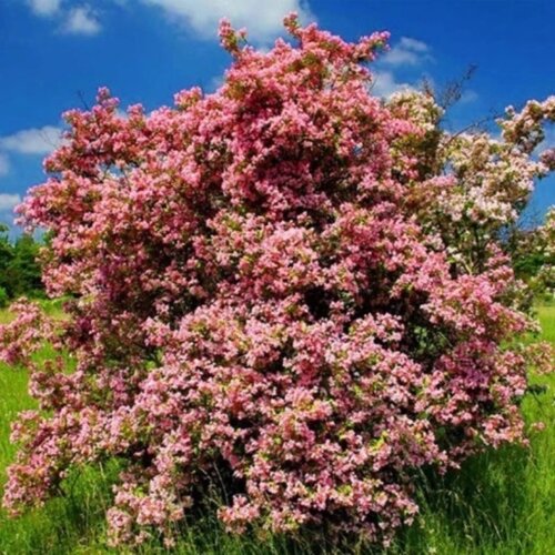 Фото Кольквіція чарівна. (Kolkwitzia amabilis) С3