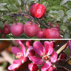 Фото Яблуня Байя Маріса. (Malus Baya Marisa) С20