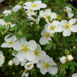 Фото Перстач чагарниковий Сноуберд. (Potentilla Fruticosa Snowbird) С2