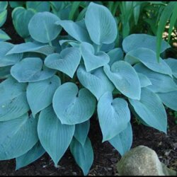 Фото Хоста Халціон. (Hosta Halcyon) С4, на 3-5поділки