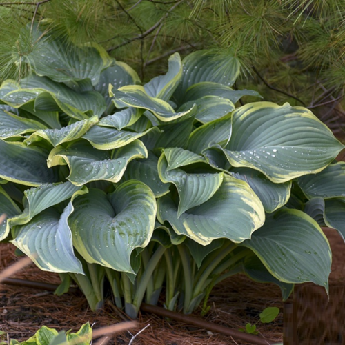 Фото Хоста Регал Сплендор. (Hosta Regal Splendor) С4, на 3-5поділки