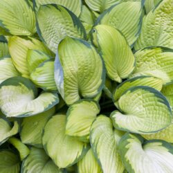 Фото Хоста Голд Стар. (Hosta Gold Star) С4, на 3-5поділки