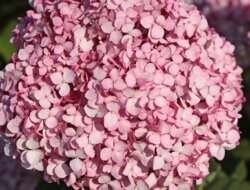 Фото Гортензія деревоподібна Меджикал Пінкредибол. (Hydrangea arborescens Magical Pinkerbell) С2