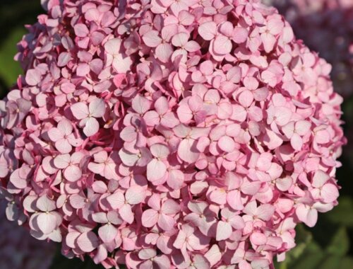 Фото Гортензія деревоподібна Меджикал Пінкредибол. (Hydrangea arborescens Magical Pinkerbell) С2