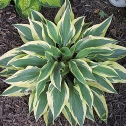 Фото Хоста Вольверін. (Hosta Wolverine)  С4, на 3-5поділки