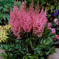 Фото Астильба Рожева. (Astilbe) С1