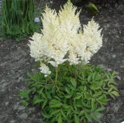 Фото Астильба 'Вайт Глория'. (Astilbe 'White Gloria') - copy