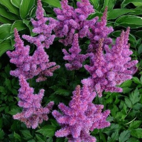 Фото Астильба китайская сиреневая. (Astilbe) - copy