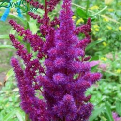 Фото Астильба Віж ін ред. (Astilbe chinensis Vision in Red) С1