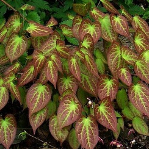 Фото Горянка/Эпимедиум рубрум. (Epimedium rubrum) - copy