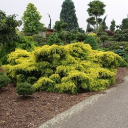 Фото Ялівець пфіцеріана Олд Голд. (Juniperus pfitzeriana Old Gold) С7,5