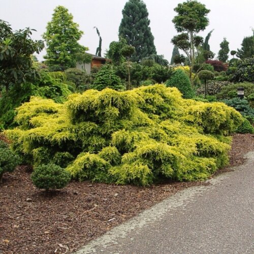 Фото Можжевельник пфицериана Олд Голд. (Juniperus pfitzeriana Old Gold) С2