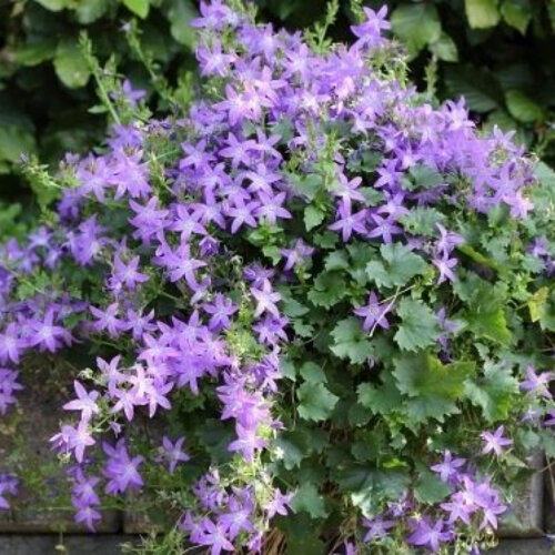 Фото Колокольчик Пожарского. (Campanula poscharskyana) - copy