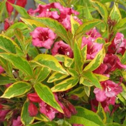 Фото Вейгела квітуча Мулен Руж. (Weigela florida Moulin Rouge (Brigela) С3