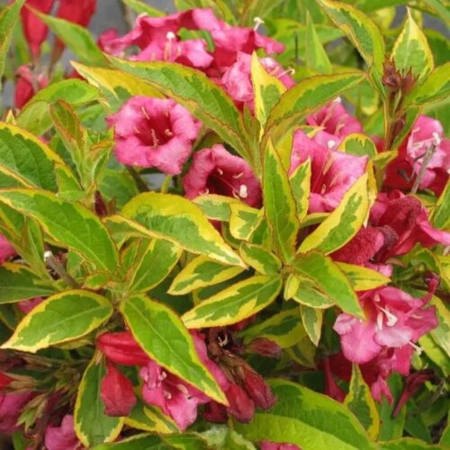 Вейгела квітуча Мулен Руж. (Weigela florida Moulin Rouge (Brigela) С3 Фото Вейгела квітуча Мулен Руж. (Weigela florida Moulin Rouge (Brigela) С3