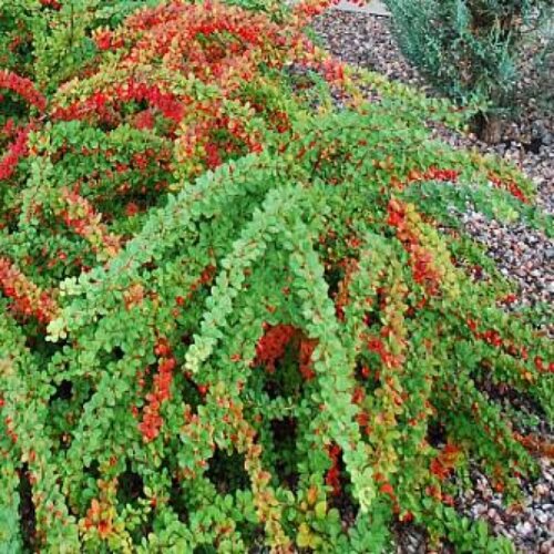 Барбарис тунберг Грін Карпет. (Berberis thunbergii Green Carpet) С3 Фото Барбарис тунберг Грін Карпет. (Berberis thunbergii Green Carpet) С3