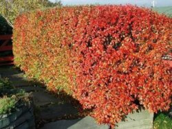 Кизильник блестящий. (Cotoneaster lucidus) С3 Фото Кизильник блестящий. (Cotoneaster lucidus) С3