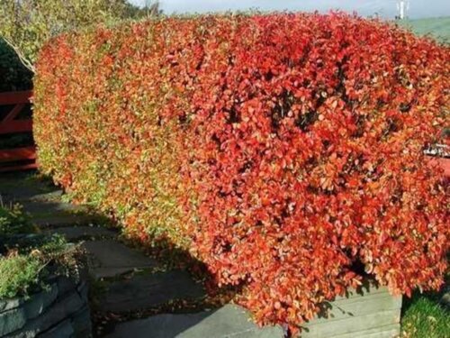 Фото Кизильник блискучий. (Cotoneaster lucidus) С3