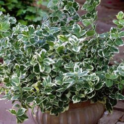 Фото Бруслина/Бересклет форчуна Сільвер Квін. (Euonymus fortunei Silver Queen) на ШТАМБІ