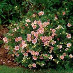 Фото Перстач/Лапчатка чагарникова Лавлі Пінк. (Potentilla fruticosa Lovely Pink) Р9