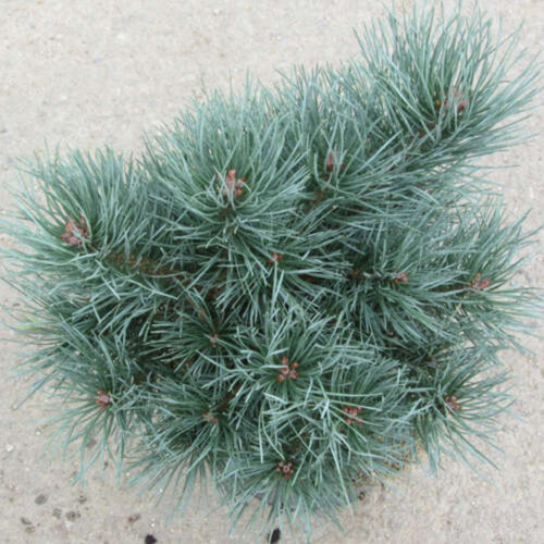 Сосна звичайна Шантрі Блю. (Pinus sylvestris Chantry Blue) С10 на ШТАМБІ Фото Сосна звичайна Шантрі Блю. (Pinus sylvestris Chantry Blue) С10 на ШТАМБІ