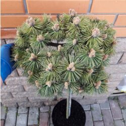 Фото Сосна чорна Агнес Брегон. (Pinus nigra Agnes Bregon) С10 ШТАМБ (менші)