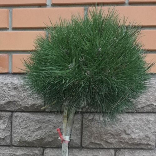 Сосна чорна Марія Брегон. (Pinus nigra Maria Bregon) С5 Фото Сосна чорна Марія Брегон. (Pinus nigra Maria Bregon) С5