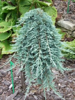 Фото Можжевельник горизонтальный Вилтони. (Juniperus horizontalis Wiltonii) С3