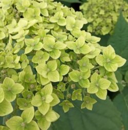 Фото Гортензія деревовидна Лайм Рікі. (Hydrangea arborescens Lime Rickey) С2