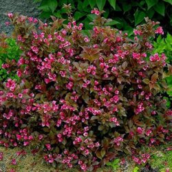 Фото Вейгела квітуча Танго. (Weigela florida Tango) Р9