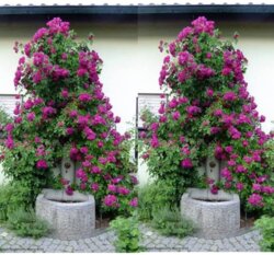 Фото Троянда Розенгартен Цвайбрюкен. (Rosengarten Zweibrücken) ПЛЕТИСТА (Жовтень 2026)