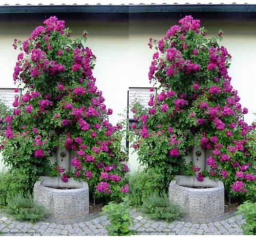 Фото Троянда Розенгартен Цвайбрюкен. (Rosengarten Zweibrücken) ПЛЕТИСТА (Жовтень 2026)