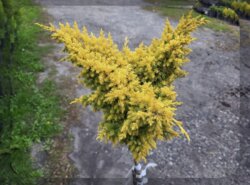 Фото Ялівець середній Голд Ферн. (Juniperus chinensis Goldfern’) на ШТАМБІ