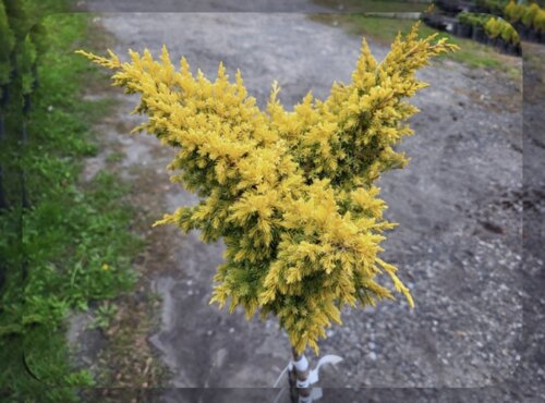 Фото Ялівець середній Голд Ферн. (Juniperus chinensis Goldfern’) на ШТАМБІ