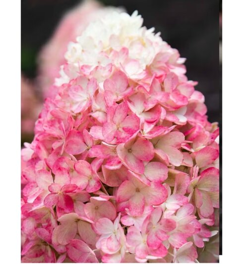 Фото Гортензія волотиста ПЕРЕСОРТ. (Hydrangea paniculata ) Штамб