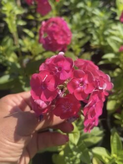 Фото Флокс плямистий Наташа. (Phlox maculata Natasha) Р12