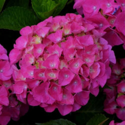 Фото Гортензия крупнолистная Мася/Сибилла. (Hydrangea macrophylla Masja) С2