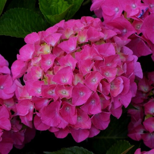 Фото Гортензия крупнолистная Мася/Сибилла. (Hydrangea macrophylla Masja) С2