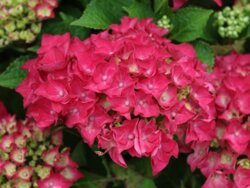 Фото Гортензія великолисткова Альпенглюхен. (Hydrangea macrophylla Alpenglühen)  касетна розсада