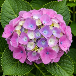 Фото Гортензія великолисткова Букет Роуз (Hydrangea macrophylla Bouquet Rose) Р9