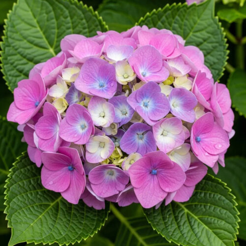 Фото Гортензія великолисткова Букет Роуз (Hydrangea macrophylla Bouquet Rose) Р9
