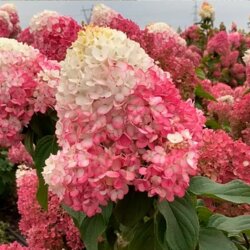 Фото Гортензія волотиста Лівінг Стравбері Блоссом (Hydrangea paniculata Living Strawberry Blossom) Р9